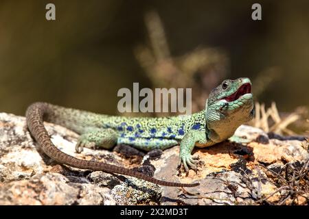 A vibrant male ocellated lizard opens its mouth while sunbathing on a rock in its natural habitat. Stock Photo