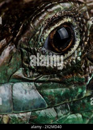 Macro shot capturing the detailed textures of a male ocellated lizard's eye and surrounding scales, highlighting the intricate patterns and colors. Stock Photo