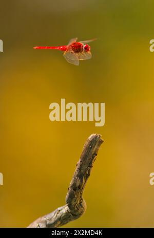 A vibrant red dragonfly is gracefully perched on the end of a twig with a soft, out-of-focus yellow and green background highlighting its delicate win Stock Photo