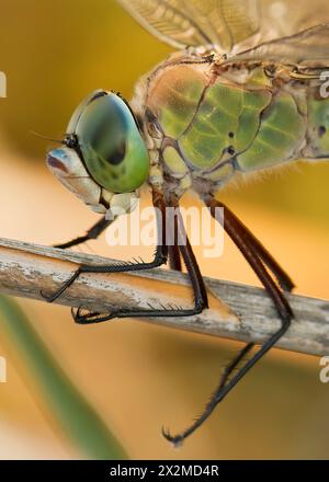 A detailed macro shot capturing the intricate eyes and wings of a dragonfly resting on a twig against a blurred background. Stock Photo