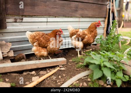 Two brown hens foraging near a wooden shed in a bucolic rural setting, epitomizing farm life Stock Photo