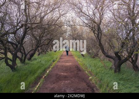 A person takes a tranquil walk among the twisted trees along a dirt path in Tablas de Daimiel, Castilla la Mancha, capturing nature's serene beauty Stock Photo