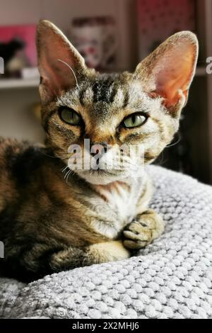 devon rex cat is resting at her home Stock Photo
