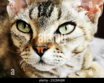 devon rex cat is resting at her home Stock Photo