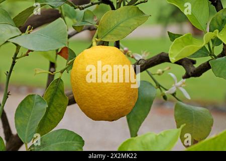 Ripe lemon fruits growing in the garden close-up. Stock Photo