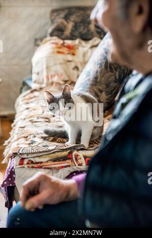 Young gray cat with yellow eyes   looking in the camera and sitting with old man owner Stock Photo