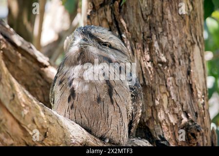 the twany frogmouth  plumage is mottled grey, white, black and rufous – the feather patterns help them mimic dead tree branches. they have bright yell Stock Photo