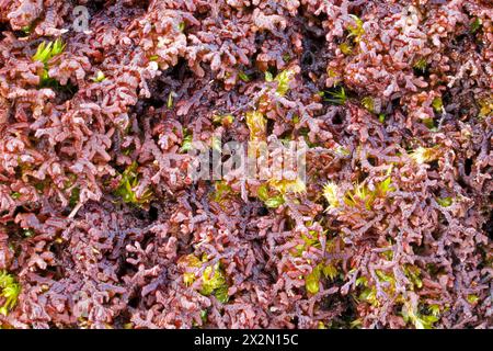 Frullania dilatata (Dilated Scalewort) is common on trees and rocks. It has been recorded in Asia, Europe, N. America, S. America and Africa. Stock Photo