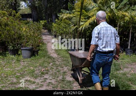 Latin American senior man in his backyard carries compost in his wheelbarrow to work his garden. Concept Gardening, retired, hobbies and leisure. Stock Photo