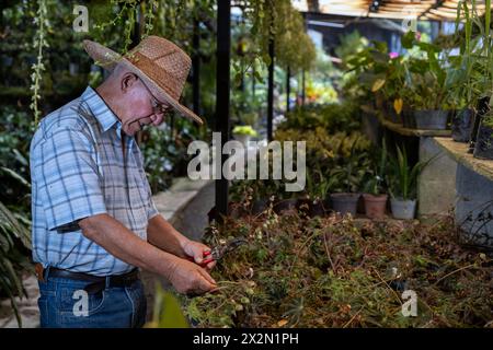 Latin American senior man in straw hat prunes a plant from his nursery. Concept Gardening, retired, hobbies and leisure. Stock Photo