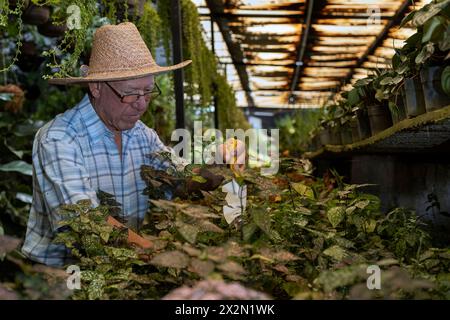 Latin American senior male with straw hat working in his nursery. Concept Gardening, retired, hobbies and leisure. Stock Photo