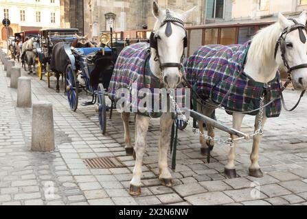 Many horses in cape with open carts, coaches on pavement street in Vienna, Austria Stock Photo