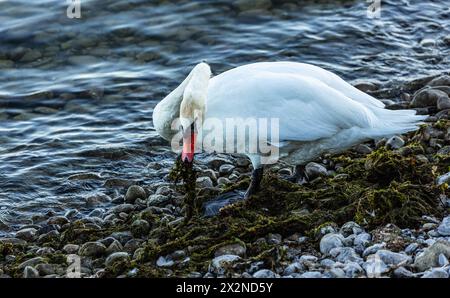 Ein Höckerschwan ist mit seinem Nachwuchs auf Futtersuche am Ufer des Bodensees. (Friedrichshafen, Deutschland, 21.08.2022) Stock Photo