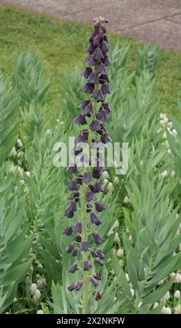 Fritillaria 'Persica' at Keukenhof Tulip Gardens 'BOLLENSTREEK' near Amsterdam Netherlands on 20th April, 2024 Stock Photo