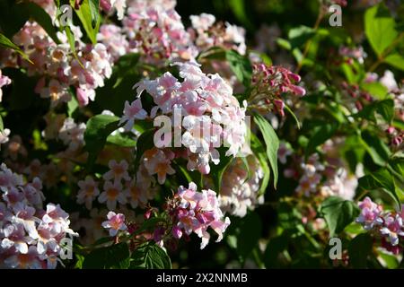 pink flowers ofthe Kolkwitzia Stock Photo
