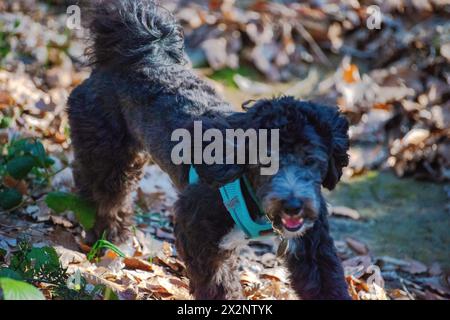 Experience the joy of a Maltipoo running freely amidst the lush greenery and scenic beauty of the forest. Stock Photo