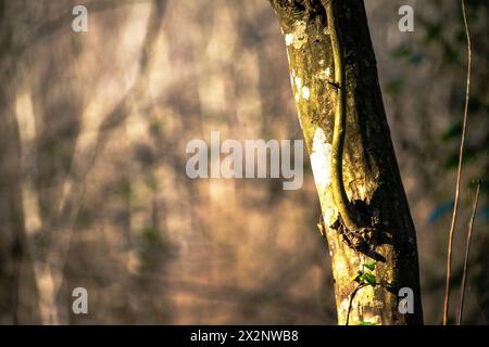 A majestic tree adorned with lush moss basks in the warm sunlight, epitomizing the serene beauty of nature's embrace. Stock Photo