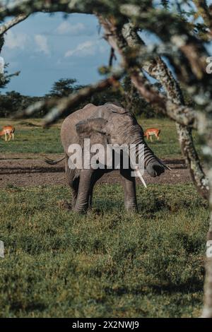 African elephant in the wild, Ol Pejeta Conservancy, Kenya Stock Photo