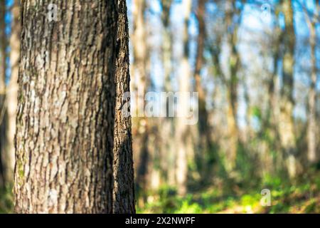 Amidst dappled sunlight, trees stand majestically in the forest, painting a serene picture of nature's beauty. Stock Photo