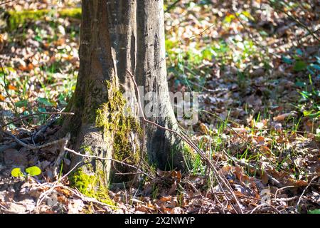 Amidst dappled sunlight, trees stand majestically in the forest, painting a serene picture of nature's beauty. Stock Photo