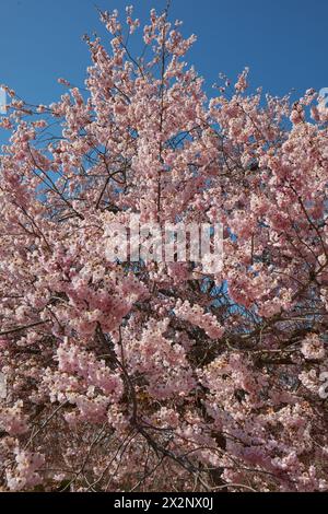 Cherry tree blossom frond, branches with pink flowers in a sunny spring day, blue sky Stock Photo