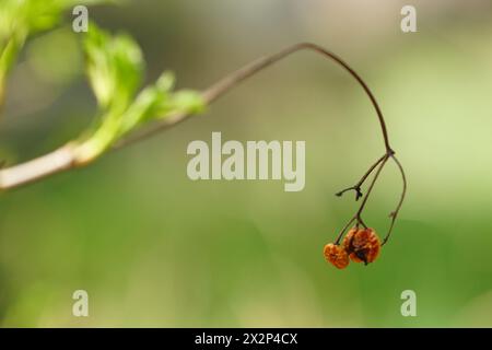Hawthorn bush branches with red berries in summer garden. Stock Photo