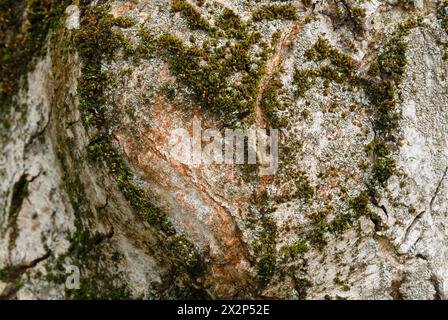 Heart on wood,created from moss on a tree trunk. Alder bark texture, Alnus glutinosa natural pattern, closeup. Abstract background. Piestany, Slovakia Stock Photo