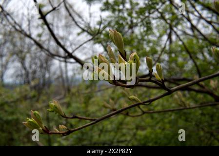 Budding Dogwood bulbs in Pennsylvania Stock Photo
