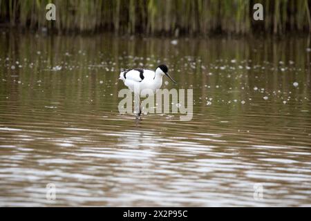 Avocet, Recurvirostra avosetta, in the rain on the Freshwater Marsh at RSPB Titchwell. Stock Photo