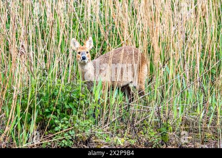 A Chinese water deer, Hydropotes inermis, standing in the reeds beside the Freshwater Marsh at RSPB Titchwell bird reserve in north Norfolk. Stock Photo