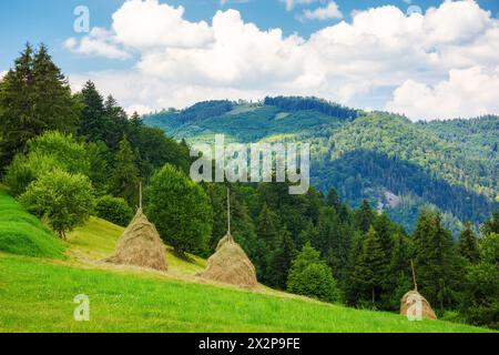rural landscape of transcarpathia, ukraine in summer. haystacks on the grassy hill. mountainous carpathian landscape on a sunny day with clouds on the Stock Photo