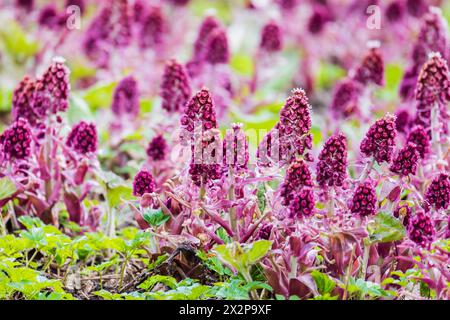 Purple flowers grow on a spring meadow. Petasites hybridus, also known as the butterbur, is a herbaceous perennial flowering plant in the family Aster Stock Photo