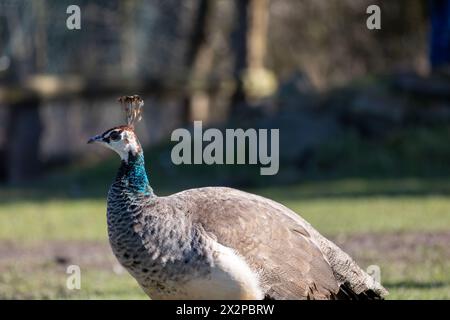 A peacock is standing in a grassy field. The bird has a blue head and a brown body Stock Photo