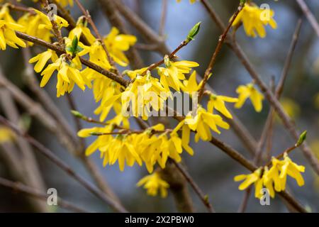 Yellow forsythia flowers on a tree in spring. Macro shot Stock Photo