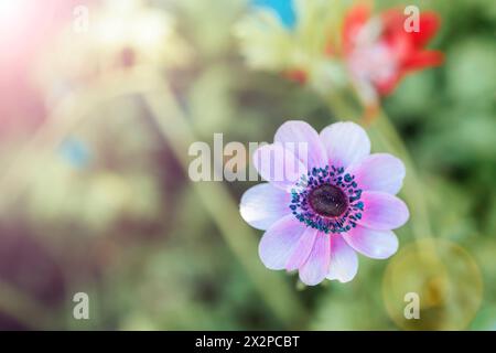 Anemone coronaria purple flower in green grass in sunlight, top view. Copy space. Stock Photo