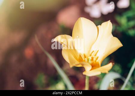 Yellow tulip flower with dew drop in the garden. Tulipa linifolia, or flax-leaved tulip blossom, closeup. Stock Photo