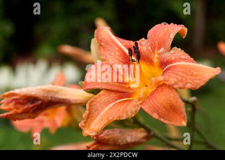 Orange Lily flower after rain with drops on petals. Suitable for postcards, calendars, any printing, embroidery patterns and textiles. A wet flower af Stock Photo