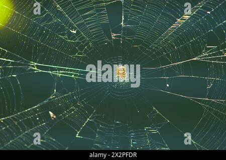 Spider web with spider on green background. Macro image. Stock Photo