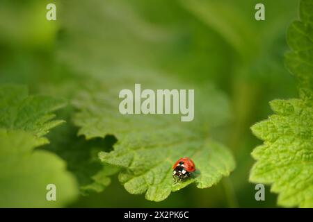 Ladybug beetle crawls on a green leaf in a summer garden. Stock Photo