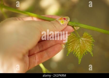 Female hand touch green fresh grape leaf. Small grape branch with green leaves. Fresh young vine leaves. Stock Photo