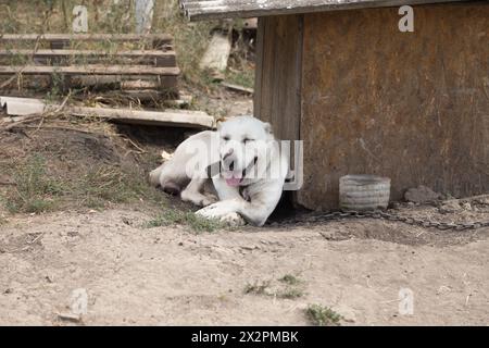 A purebred Alabai dog lie near own booth. Purebred cable central asian shepherd dog looking straight ahead. Stock Photo