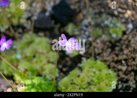 Small purple flower of Pinguicula moranensis. insectivorous herb. flowering plant family Lentibulariaceae. Stock Photo