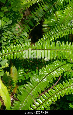 Plants in the tropics after rain. Natural green background. Asplenium monanthes. Stock Photo