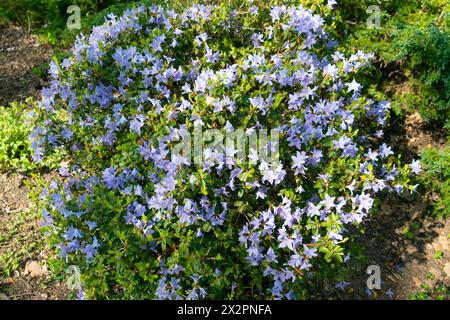 Beautiful blue flowers of Rhododendron impeditum. Spring bloom. Floral background. the dwarf purple rhododendron. Stock Photo