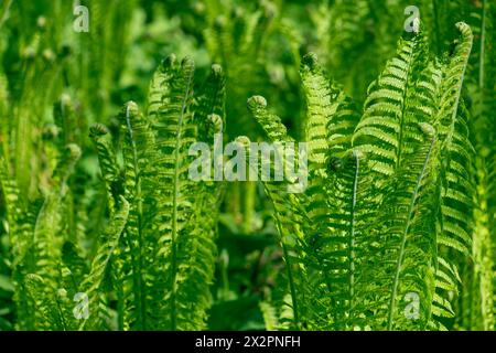 Onoclea sensibilis, close-up. Green grass natural background. the sensitive fern, the bead fern. Stock Photo