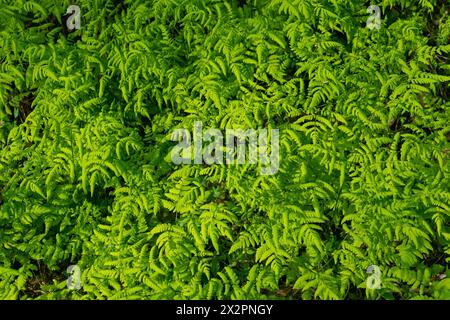 Green natural grass background. Gymnocarpium dryopteris, the western oakfern, common oak fern, oak fern, northern oak fern. Stock Photo