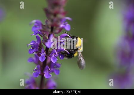 A Bumblebee collects nectar from a flower Stock Photo