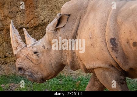 Southern white rhinoceros (Ceratotherium simum simum) in the African Savanna habitat at Zoo Atlanta in Atlanta, Georgia. (USA) Stock Photo