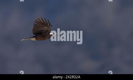 Wild Spotted Nutcracker (Nucifraga caryocatactes) in flight showing the underside of the wings in Sichuan, China Stock Photo