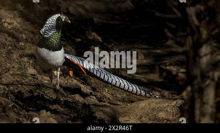 Wild Chinese Lady Amherst's Pheasant (Chrysolophus amherstiae) posing on the ground showing its tail in a forest in Sichuan, China Stock Photo